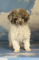 Cosmo , a male Poodle - Miniature  for sale in Canton, OH – 2 of 4