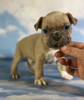 Luigi, a male Frenchton for sale in Canton, OH – 3 of 3
