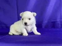 Donut , a male Maltipom for sale in Canton, OH – 5 of 6