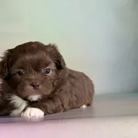 KitKat DNA parents , a male Peekapoo for sale in Canton, OH – Photo 5 of 6