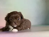 KitKat , a male Peekapoo for sale in Canton, OH – Photo 5 of 6