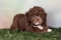 KitKat DNA parents , a male Peekapoo for sale in Canton, OH – Photo 8 of 10