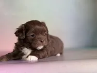 KitKat , a male Peekapoo for sale in Canton, OH – Photo 2 of 6