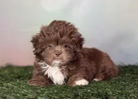 KitKat DNA parents , a male Peekapoo for sale in Canton, OH – Photo 10 of 10