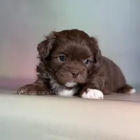 KitKat DNA parents , a male Peekapoo for sale in Canton, OH – Photo 3 of 6