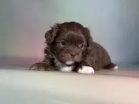 KitKat , a male Peekapoo for sale in Canton, OH – Photo 3 of 6