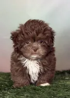 KitKat DNA parents , a male Peekapoo for sale in Canton, OH – Photo 9 of 10