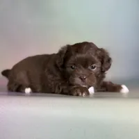 KitKat DNA parents , a male Peekapoo for sale in Canton, OH – Photo 4 of 6