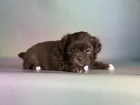 KitKat , a male Peekapoo for sale in Canton, OH – Photo 4 of 6