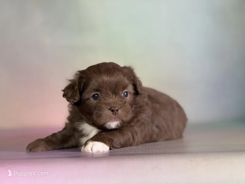 KitKat , a male Peekapoo for sale in Canton, OH – Photo 1 of 6
