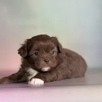 KitKat DNA parents , a male Peekapoo for sale in Canton, OH – Photo 1 of 6