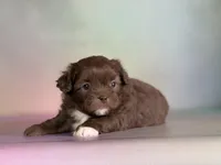 KitKat , a male Peekapoo for sale in Canton, OH – Photo 1 of 6