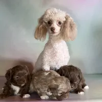 KitKat DNA parents , a male Peekapoo for sale in Canton, OH – Photo 6 of 6