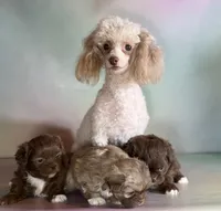 KitKat , a male Peekapoo for sale in Canton, OH – Photo 6 of 6