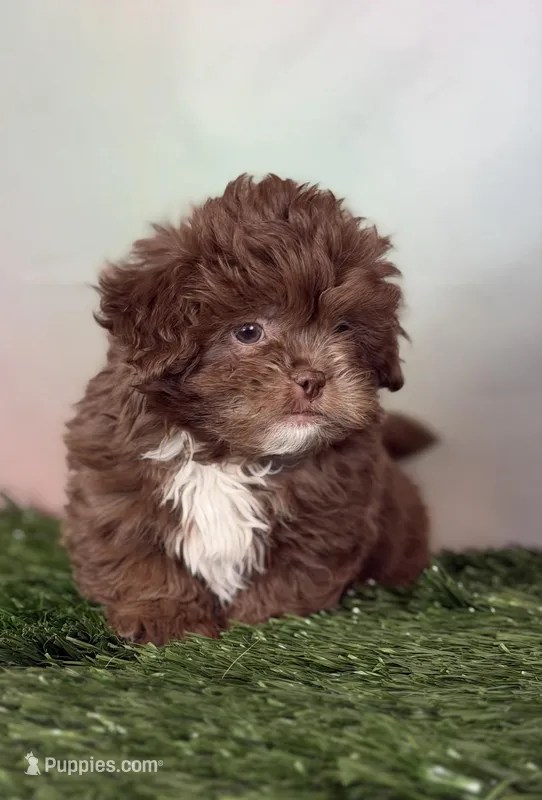 KitKat DNA parents  – Peekapoo puppy for sale in Canton, OH