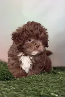 KitKat DNA parents , a male Peekapoo for sale in Canton, OH – Photo 1 of 10