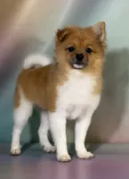 Aca squirt, a female Pomeranian for sale in Canton, OH – 3 of 4