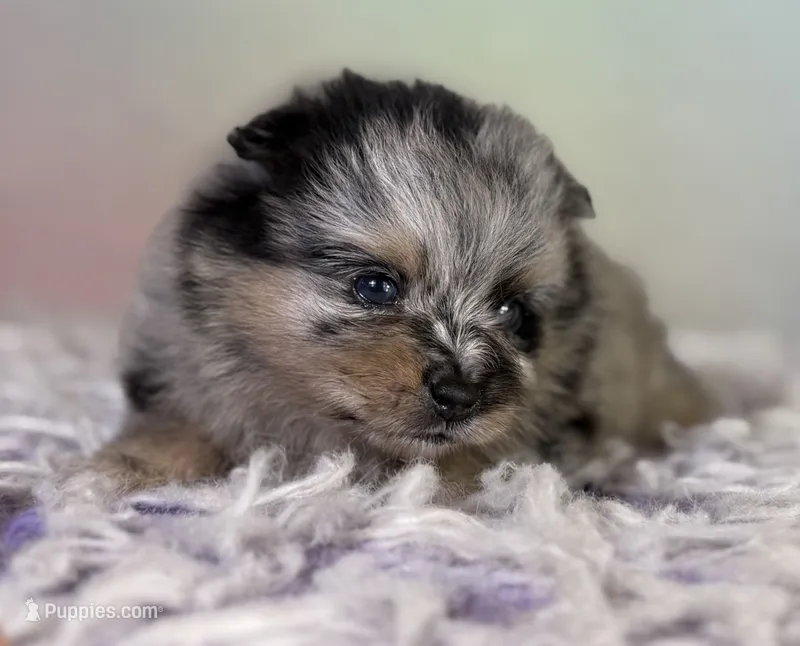 Tulip – Pomeranian puppy for sale in Canton, OH