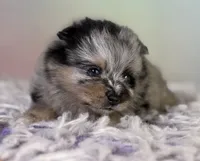 Tulip, a female Pomeranian for sale in Canton, OH – 1 of 8
