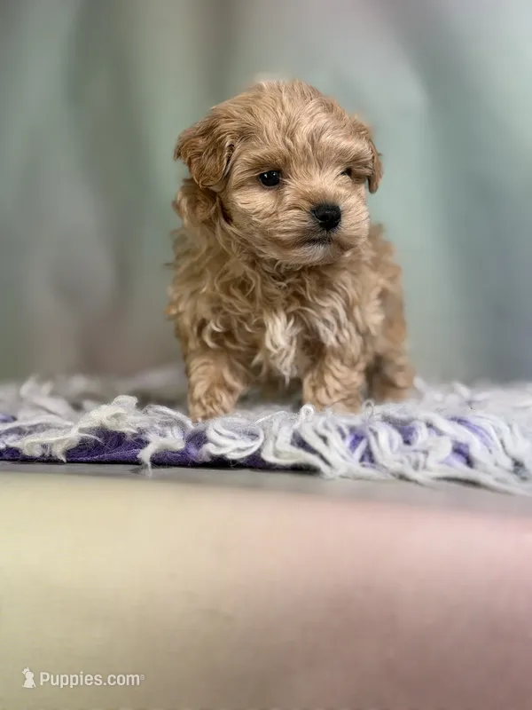 Timmy – Maltipoo puppy for sale in Canton, OH