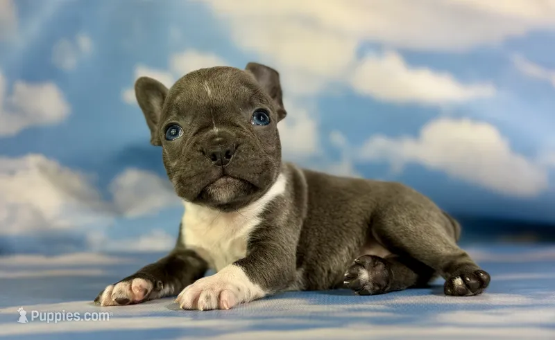 Lionel – Frenchton puppy for sale in Canton, OH