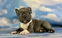 Lionel, a male Frenchton for sale in Canton, OH – 1 of 5