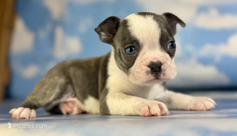 Lux – Frenchton puppy for sale in Canton, OH