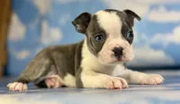Lux, a male Frenchton for sale in Canton, OH – 1 of 6