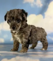 Classy , a female Poodle - Toy  for sale in Canton, OH – 5 of 6