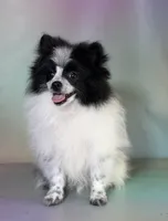 Aca shiba, a female Pomeranian for sale in Canton, OH – 8 of 9