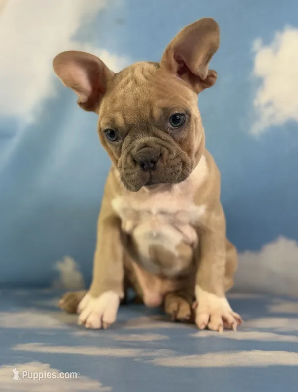 Luigi – Frenchton puppy for sale in Canton, OH
