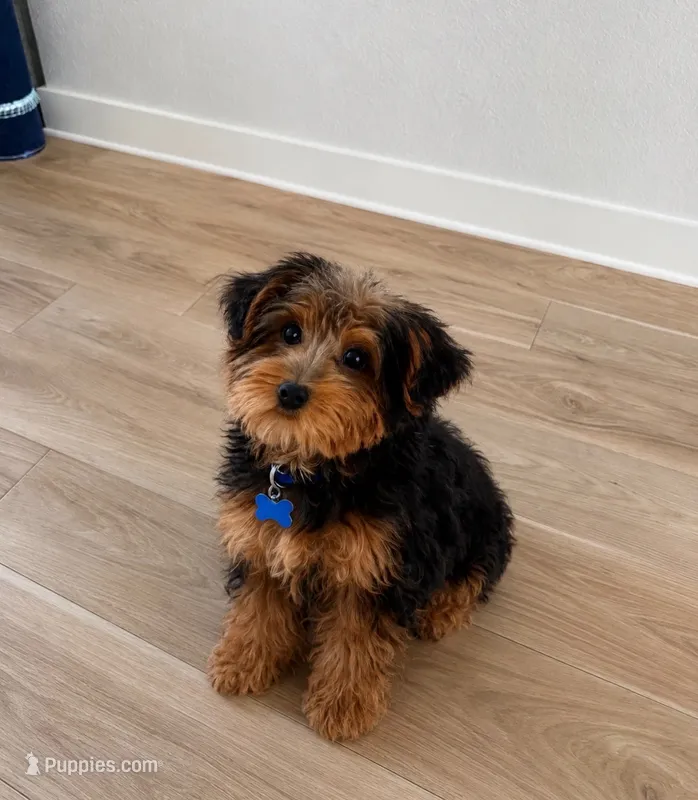 Cash (Cash Money) – Yorkshire Terrier puppy for sale in Fulshear, TX