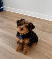 Cash (Cash Money), a male Yorkshire Terrier for sale in Fulshear, TX – 1 of 1