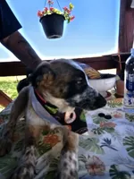 Colt, a male Australian Cattle Dog for sale in Calhan, CO – 3 of 3