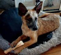 Sunny, a female Australian Cattle Dog for sale in Calhan, CO – 2 of 2