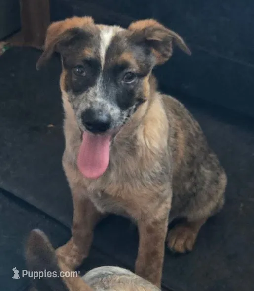 Charlie – Australian Cattle Dog puppy for sale in Calhan, CO