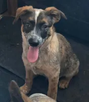 Charlie, a male Australian Cattle Dog for sale in Calhan, CO – 1 of 1