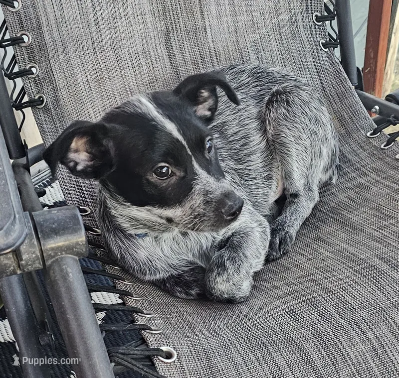 Zorro – Australian Cattle Dog puppy for sale in Calhan, CO