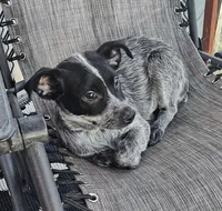 Zorro, a male Australian Cattle Dog for sale in Calhan, CO – 1 of 2