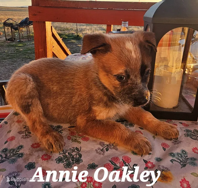ANNIE OAKLEY  – Australian Cattle Dog puppy for sale in Calhan, CO