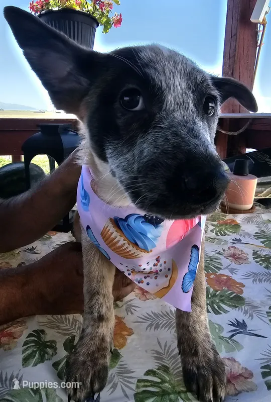 Jessie – Australian Cattle Dog puppy for sale in Calhan, CO