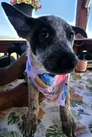 Jessie, a female Australian Cattle Dog for sale in Calhan, CO – 1 of 3