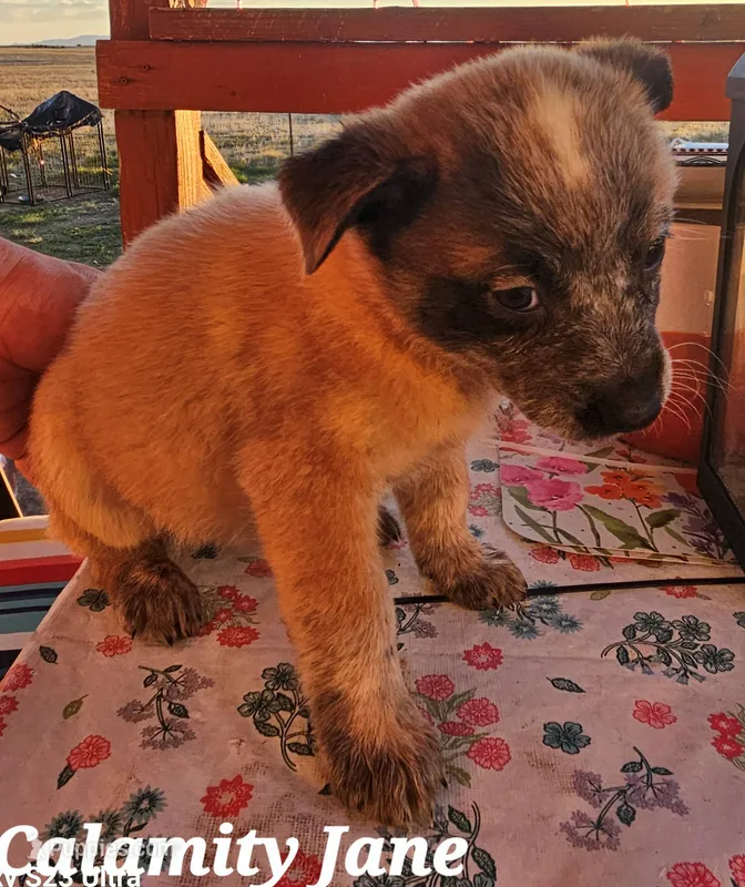 CALAMITY JANE  – Australian Cattle Dog puppy for sale in Calhan, CO