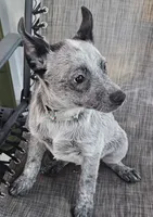 Sadie, a female Australian Cattle Dog for sale in Calhan, CO – 2 of 2