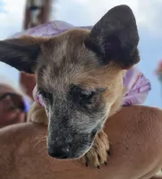 Bambi, a female Australian Cattle Dog for sale in Calhan, CO – 2 of 2
