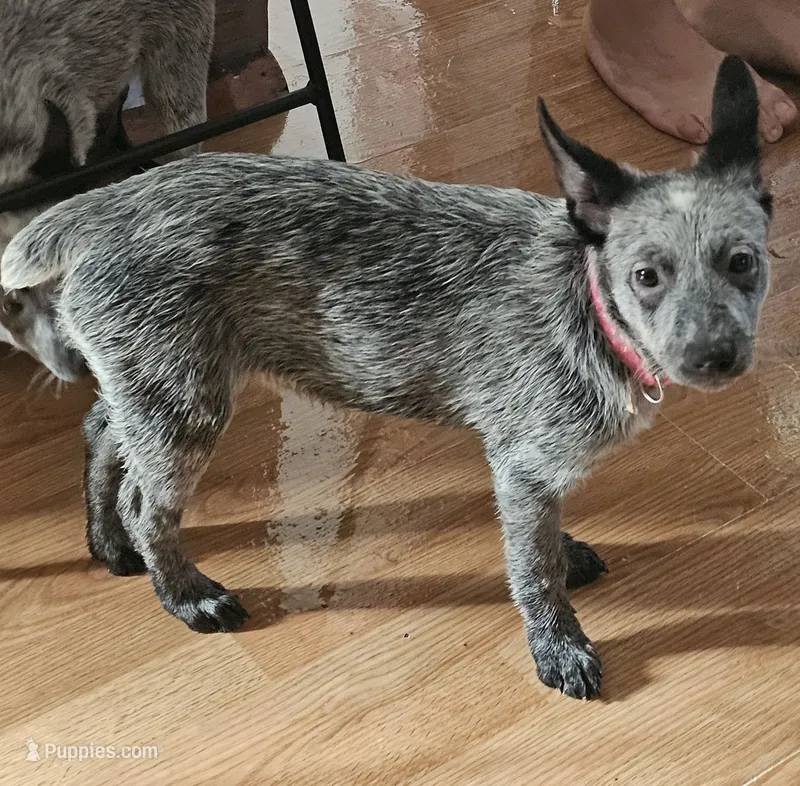 Miss Daisy – Australian Cattle Dog puppy for sale in Calhan, CO