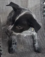 Zorro, a male Australian Cattle Dog for sale in Calhan, CO – 2 of 2