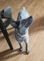Molly, a female Australian Cattle Dog for sale in Calhan, CO – 2 of 2