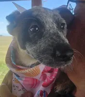 Jessie, a female Australian Cattle Dog for sale in Calhan, CO – 3 of 3