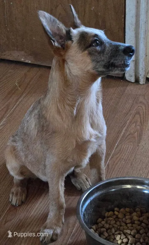 Sunny – Australian Cattle Dog puppy for sale in Calhan, CO